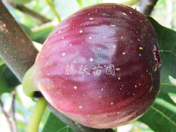 日本紫果无花果