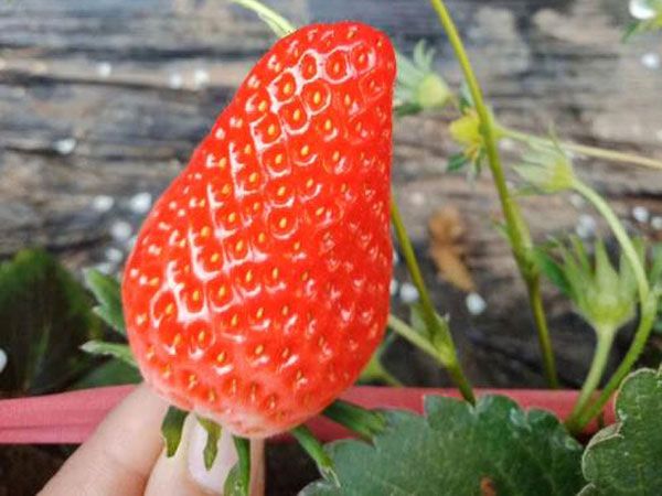 丰香草莓