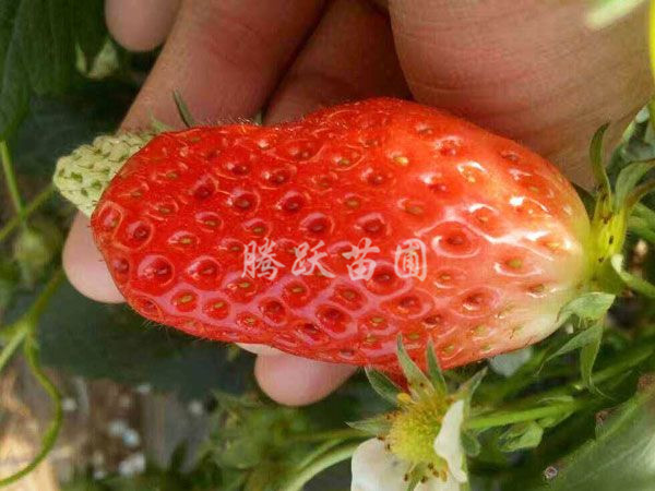 妙香草莓