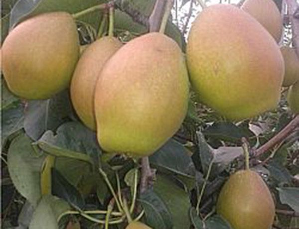梨树苗怎么种?梨树苗的种植方法